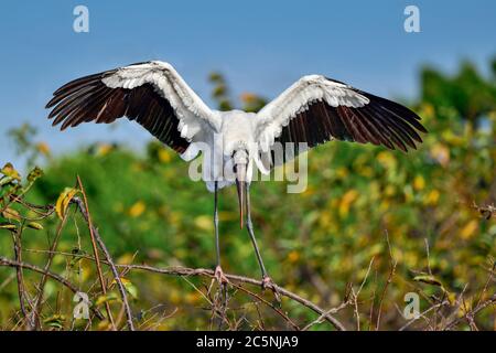 Pour un gros oiseau comme le bois Stork, il n'est pas facile de trouver l'équilibre debout sur la branche flexible. Banque D'Images