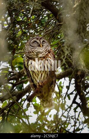 La hibou barré dorme dans la voûte du hamac pendant la journée et gagne en force pour la nuit Banque D'Images