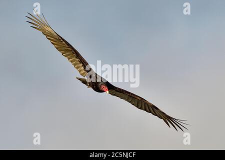 Survol de la vautour de la Turquie. Il est toujours agréable de regarder ces parfaits glisseurs dans l'air qui circule avec les courants d'air. Banque D'Images