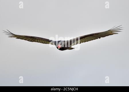 Survol de la vautour de la Turquie. Il est toujours agréable de regarder ces parfaits glisseurs dans l'air qui circule avec les courants d'air, Banque D'Images