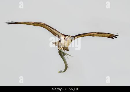 Osprey revient au nid avec de belles prises de poissons-aiguilles. Banque D'Images