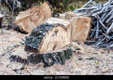 coupez un arbre de près sur les hors-bord. Banque D'Images