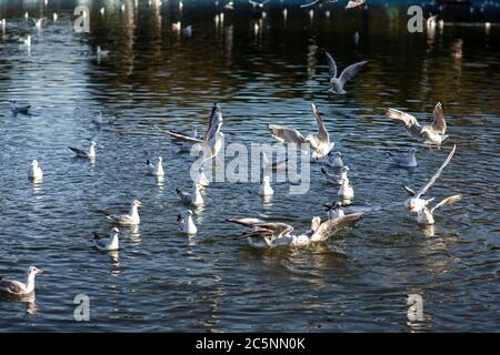 Un groupe de goélands attrape de la nourriture dans le lac, nageant et volant au-dessus de l'eau. Banque D'Images