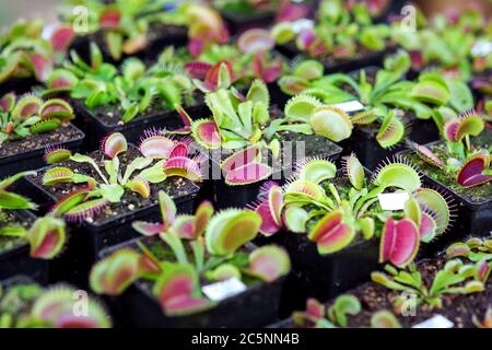 dionaea muscipula plante prédatrice mangeant des insectes, plante en gros plan dans des pots de fleurs. Banque D'Images