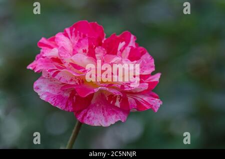 Les roses Camille Pissarro poussent dans le jardin Banque D'Images