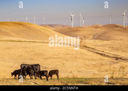 Vaches qui broutage dans la campagne californienne, avec éoliennes sur les collines derrière Banque D'Images