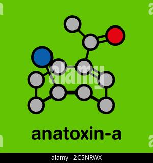 Molécule d'anatoxine-a (facteur de mort très rapide, FVDF). Formule squelettique stylisée (structure chimique) : les atomes sont représentés par des cercles de couleur : hydrogène (caché), carbone (gris), oxygène (rouge), azote (bleu). Banque D'Images