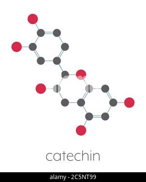 Molécule antioxydante à base de catéchine. Formule squelettique stylisée (structure chimique) : les atomes sont représentés par des cercles de couleur : hydrogène (caché), carbone (gris), oxygène (rouge). Banque D'Images