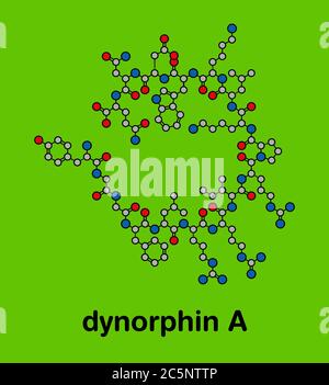 Dynorphine molécule de peptide opioïde endogène. Formule squelettique stylisée (structure chimique) : les atomes sont représentés par des cercles de couleur : hydrogène (caché), carbone (gris), oxygène (rouge), azote (bleu). Banque D'Images