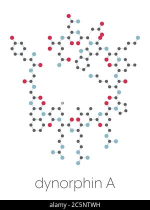 Dynorphine molécule de peptide opioïde endogène. Formule squelettique stylisée (structure chimique) : les atomes sont représentés par des cercles de couleur : hydrogène (caché), carbone (gris), oxygène (rouge), azote (bleu). Banque D'Images