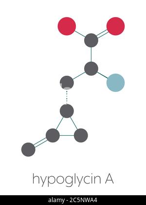 Hypoglycine UNE molécule. Acide aminé toxique trouvé dans les lychés non mûrs. Formule squelettique stylisée (structure chimique) : les atomes sont représentés par des cercles de couleur : hydrogène (caché), carbone (gris), oxygène (rouge), azote (bleu). Banque D'Images