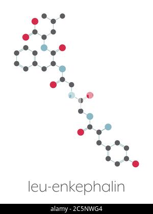 Molécule de peptide opioïde endogène de Leu-enképhaline. Formule squelettique stylisée (structure chimique) : les atomes sont représentés par des cercles de couleur : hydrogène (caché), carbone (gris), oxygène (rouge), azote (bleu). Banque D'Images