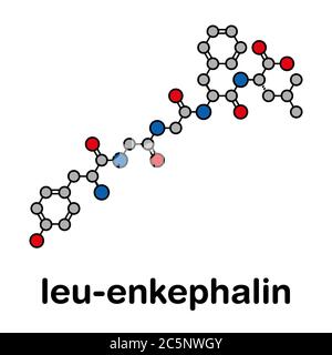 Molécule de peptide opioïde endogène de Leu-enképhaline. Formule squelettique stylisée (structure chimique) : les atomes sont représentés par des cercles de couleur : hydrogène (caché), carbone (gris), oxygène (rouge), azote (bleu). Banque D'Images