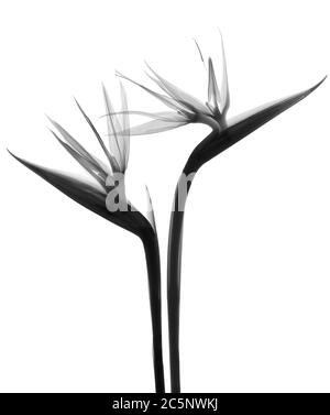 Deux fleurs d'oiseau de paradis (Strelitzia sp.), rayons X. Banque D'Images