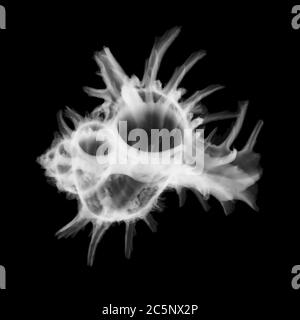 Enveloppe (Bolinus brandari), rayons X. Banque D'Images