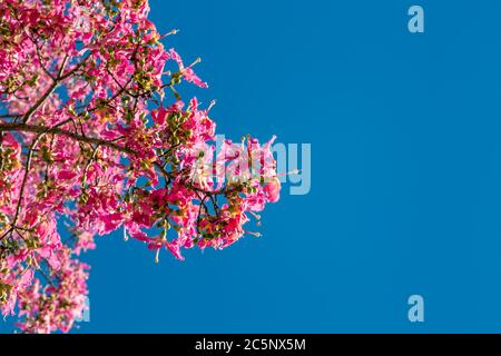 Vue sur les fleurs d'arbre rose colorées contre un ciel bleu clair Banque D'Images