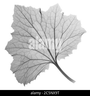 Feuille de ragwort (Pericallis sp.), rayons X. Banque D'Images