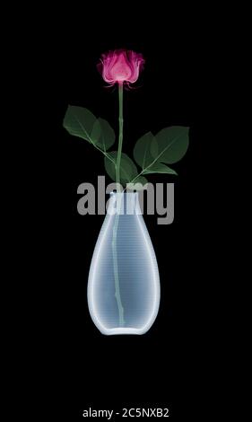 Rose (Rosa sp.) dans vase, rayons X colorés. Banque D'Images