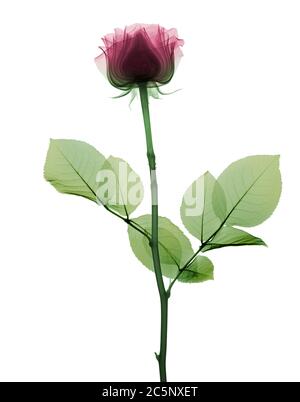 Rose rose (Rosa centifolia), rayons X colorés. Banque D'Images