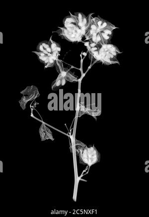 Plante de coton (Gossypium hirsutum), rayons X. Banque D'Images