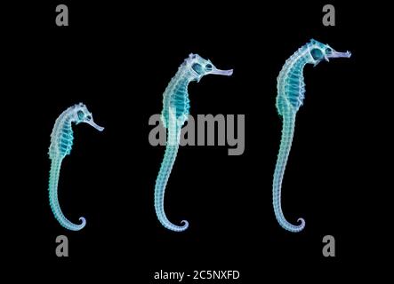 Les hippocampes (Hippocampus sp.), de couleur X-ray. Banque D'Images