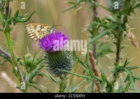 Papillon blanc marbré (Melanargia galathea) sur chardon à feuilles (Cirsium vulgare) papillon noir et blanc sur fleur pourpre de chardon à feuilles épineuses. Banque D'Images