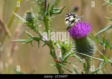 Papillon blanc marbré (Melanargia galathea) sur chardon à feuilles (Cirsium vulgare) papillon noir et blanc sur fleur pourpre de chardon à feuilles épineuses. Banque D'Images