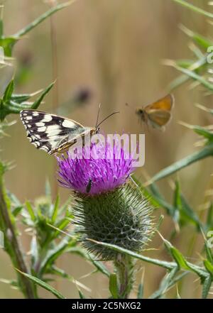 Papillon blanc marbré (Melanargia galathea) sur chardon à feuilles (Cirsium vulgare) papillon noir et blanc sur fleur pourpre de chardon à feuilles épineuses. Banque D'Images