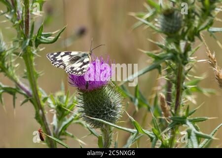 Papillon blanc marbré (Melanargia galathea) sur chardon à feuilles (Cirsium vulgare) papillon noir et blanc sur fleur pourpre de chardon à feuilles épineuses. Banque D'Images