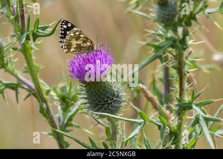 Papillon blanc marbré (Melanargia galathea) sur chardon à feuilles (Cirsium vulgare) papillon noir et blanc sur fleur pourpre de chardon à feuilles épineuses. Banque D'Images