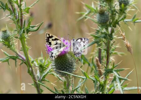 Papillon blanc marbré (Melanargia galathea) sur chardon à feuilles (Cirsium vulgare) papillon noir et blanc sur fleur pourpre de chardon à feuilles épineuses. Banque D'Images