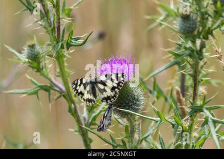 Papillon blanc marbré (Melanargia galathea) sur chardon à feuilles (Cirsium vulgare) papillon noir et blanc sur fleur pourpre de chardon à feuilles épineuses. Banque D'Images