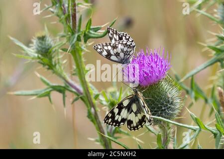 Papillon blanc marbré (Melanargia galathea) sur chardon à feuilles (Cirsium vulgare) papillon noir et blanc sur fleur pourpre de chardon à feuilles épineuses. Banque D'Images
