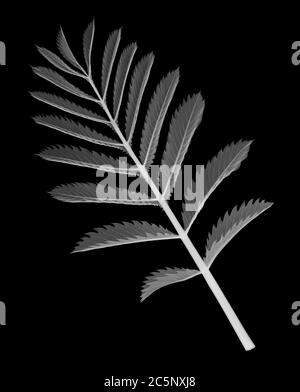 Buisson de miel (Melianthus Major), rayons X. Banque D'Images