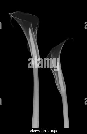 Arum Lily (Zantedeschia aethiopica), rayons X. Banque D'Images