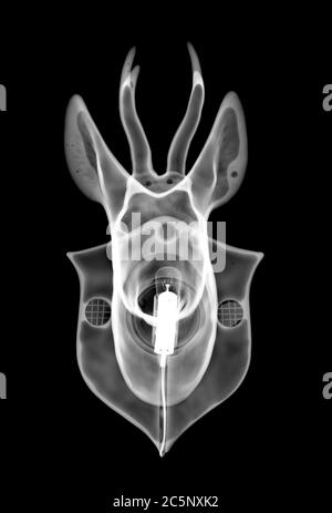 Tête de cerf avec ampoule, rayons X. Banque D'Images