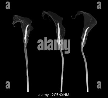 Les lis d'Arum (Zantedeschia aethiopica), rayons X. Banque D'Images