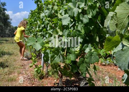 Ile Saint Honorat, France. 03ème juillet 2020. 3 juillet 2020 - visite de l'île de Saint-Honorat au large de Cannes (Alpes Maritimes) est un jardin vert entre bleu et turquoise. L'île est habitée par des moines qui produisent des liqueurs, de l'huile d'olive et des vins rouges et blancs. Dix des 18 moines qui vivent aujourd'hui à Saint-Honorat produisent six millésimes, également divisés entre le blanc et le rouge, totalisant 40,000 000 bouteilles par an. (Photo de Lionel Urman/Sipa USA) crédit: SIPA USA/Alay Live News Banque D'Images