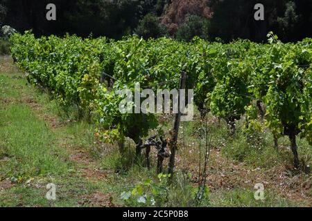 Ile Saint Honorat, France. 03ème juillet 2020. 3 juillet 2020 - visite de l'île de Saint-Honorat au large de Cannes (Alpes Maritimes) est un jardin vert entre bleu et turquoise. L'île est habitée par des moines qui produisent des liqueurs, de l'huile d'olive et des vins rouges et blancs. Dix des 18 moines qui vivent aujourd'hui à Saint-Honorat produisent six millésimes, également divisés entre le blanc et le rouge, totalisant 40,000 000 bouteilles par an. (Photo de Lionel Urman/Sipa USA) crédit: SIPA USA/Alay Live News Banque D'Images