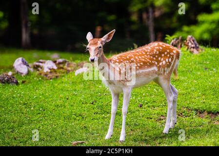 Parc Omega, Canada - juillet 3 2020 : magnifique cerf Sika dans le parc Omega au Canada Banque D'Images