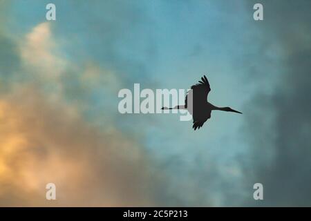 silhouette d'un ciconien volant haut dans le ciel au coucher du soleil Banque D'Images