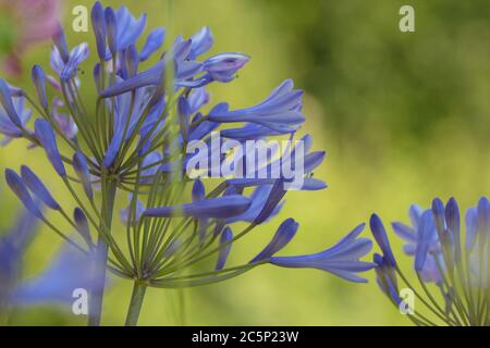 fleur d'agapanthus africanus en fleurs (nénuphars du nil) avec arrière-plan flou Banque D'Images