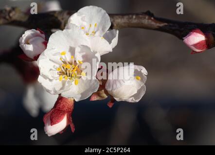 branche d'abricot en fleurs (prunus armeniaca) arbre au printemps avec arrière-plan flou Banque D'Images