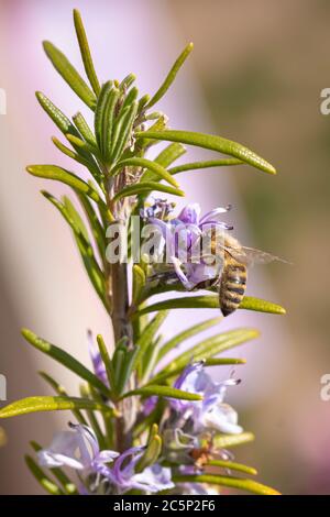 macro d'une abeille collectant du pollen sur un romarin branche en fleurs au printemps avec un arrière-plan flou de bokeh Banque D'Images