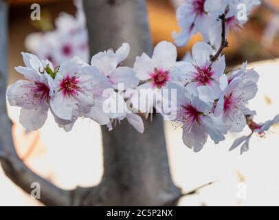 La prunière de cerisier (prunus cerasifera) fleurit sur une branche au printemps à Meran, dans le Tyrol du Sud, en Italie, avec un fond de bokeh flou Banque D'Images