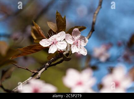 La prunière de cerisier (prunus cerasifera) fleurit sur une branche au printemps à Meran, dans le Tyrol du Sud, en Italie, avec un fond de bokeh flou Banque D'Images