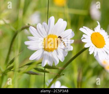 survolez les fleurs de marguerite dans les prairies de montagne par beau temps au début de l'été ; la biodiversité sauve le concept d'écosystème des pollinisateurs avec un bokeh flou Banque D'Images