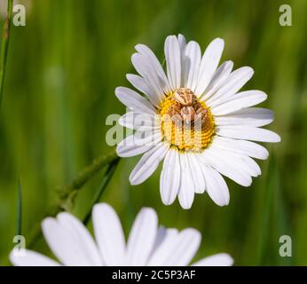 araignée commune de crabe (xysticus cristatus) sur la fleur de pâquerette dans la prairie de montagne le jour ensoleillé au début de l'été; concept d'écosystème de biodiversité avec flou Banque D'Images