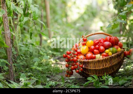 Différentes tomates dans des paniers près de la serre. Récolte de tomates en serre avec espace de copie. Banque D'Images