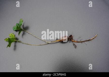 un chêne du fruit à l'arbre Banque D'Images